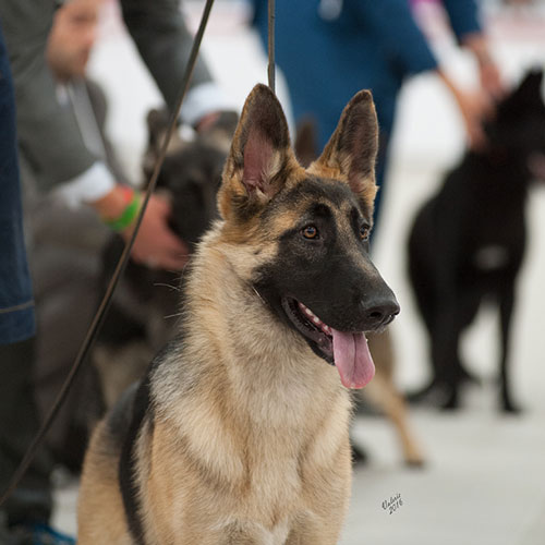 Odyssey 6 to 9 Mo Puppy at 7 months old